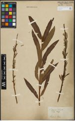 Foto von Salix purpurea L. x Salix viminalis L.